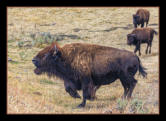 Proud on the Prairie