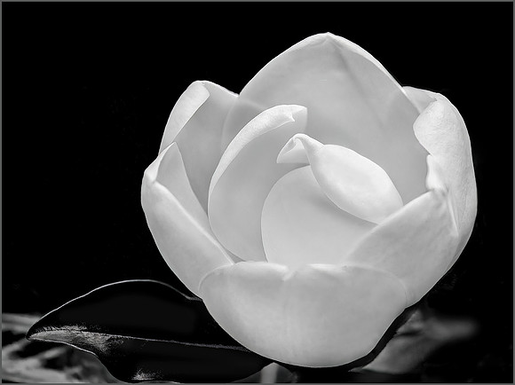 Magnolia Blossom - 1st