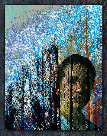 Can't See the Forest