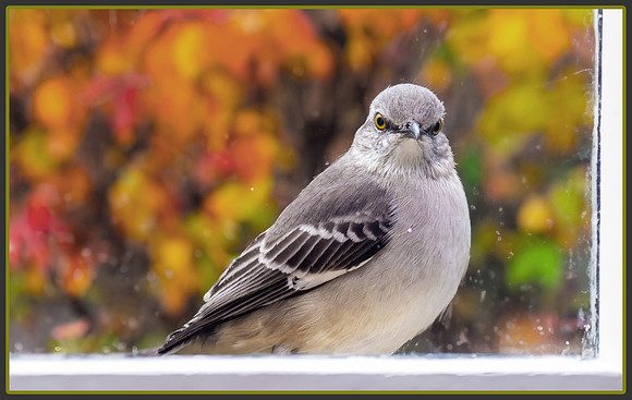 Clean Your Window Glass - HM