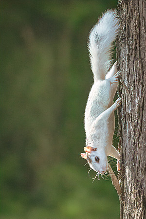 Luck of the Forest