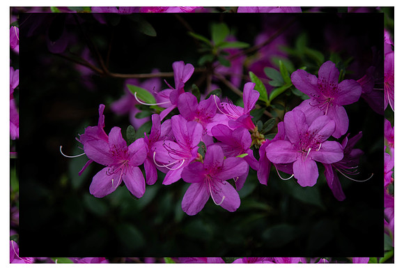 Azaleas Abloom