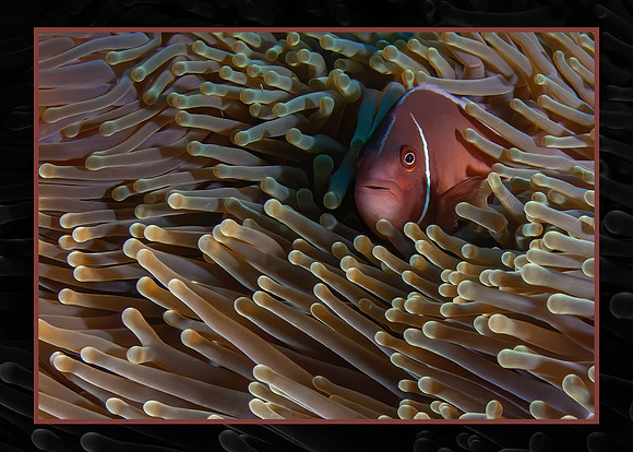 Nestled in the Anemone