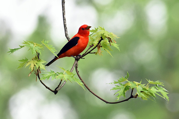 Scarlet Spring