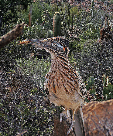Dinner for Roadrunner