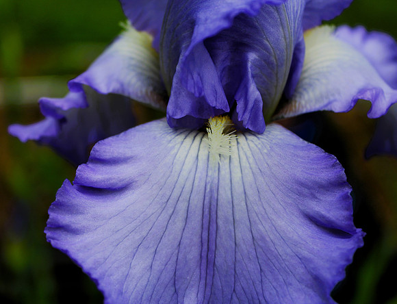 Upclose Iris