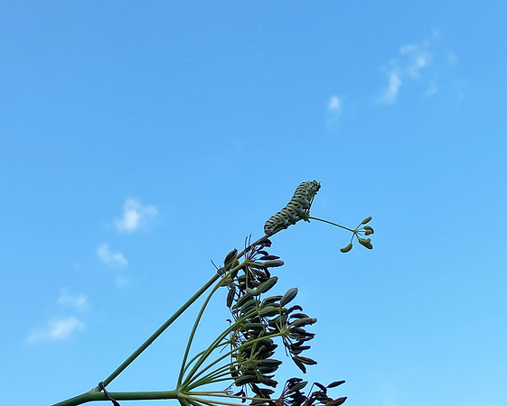 King of the Fennel