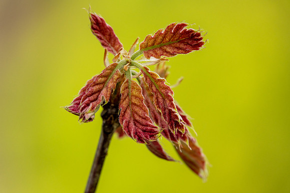 SpringFirework