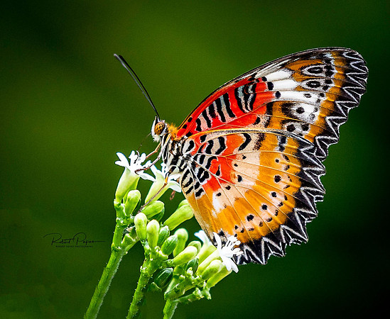 Butterfly lunch time