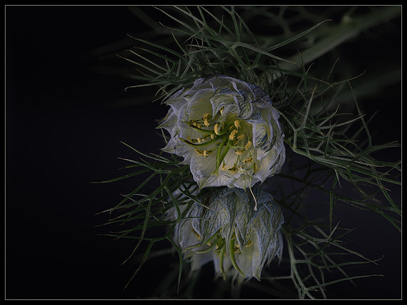 Airy Elegance