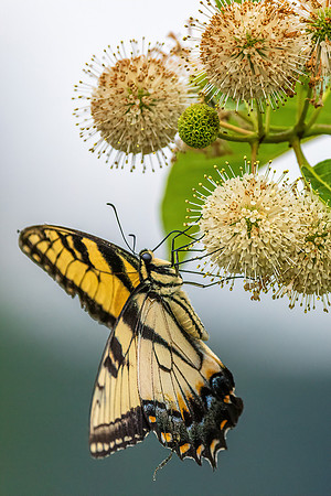 Eastern Tiger Swallowtail