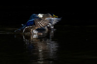 Harmony in Flight