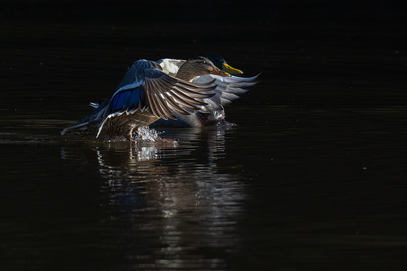 Harmony in Flight