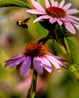 Next Flower
