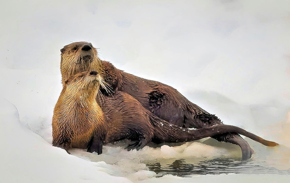 Otterly Love