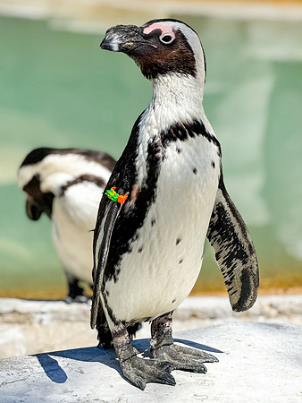 Sir Flippers McCool
