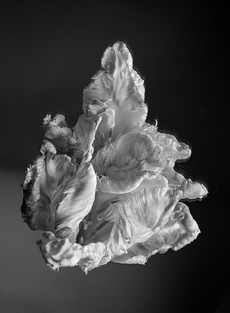 Tulip Smoke and Mirror