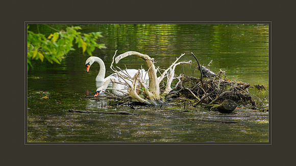 Treee Swans