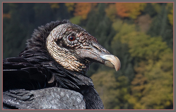 Wild Vulture