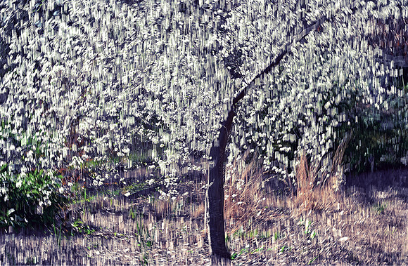 Weeping Cherry