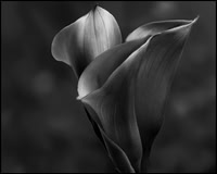 Dark Callas - HM