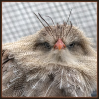 Grumpy - HM