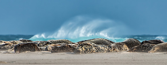 Sleeping Seals of Sable - 2nd
