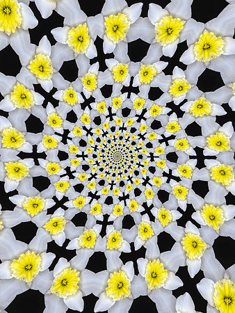 Daffodil Daze - 1st