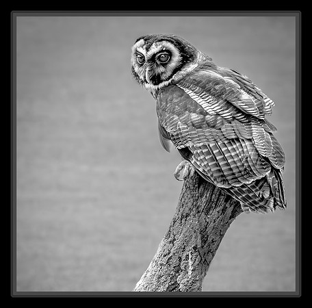 Looking for Lunch - 1st