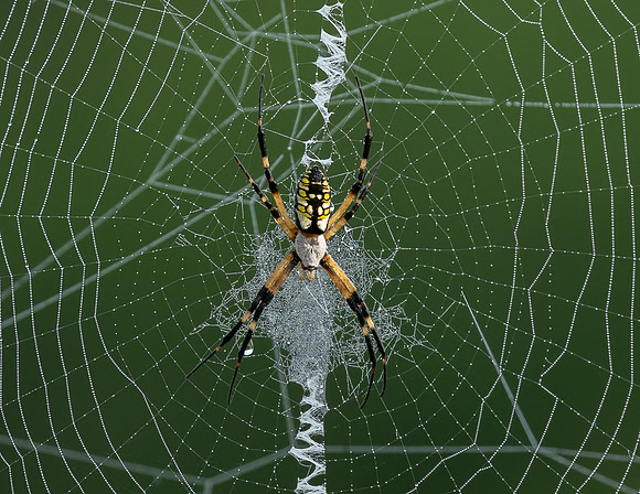 Along Came a Spider - HM