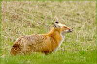 Foxy Pointer - HM