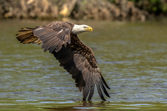 Feathers Skimming the Water - HM