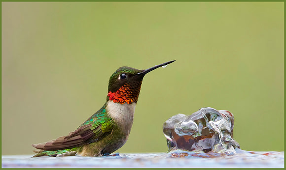 Hummer of Many Colors - HM