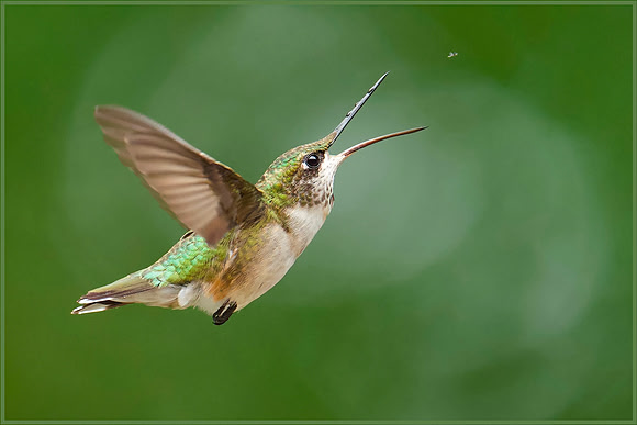 Hummer Versus Gnat - 2nd