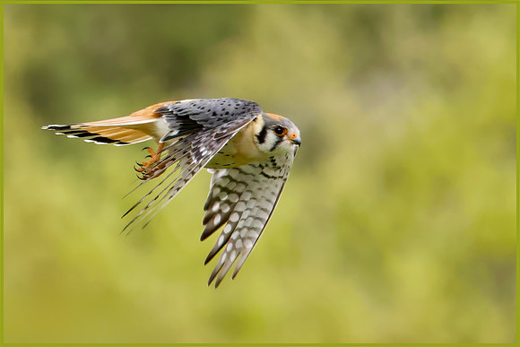 Kestrel's Laser Focus - HM