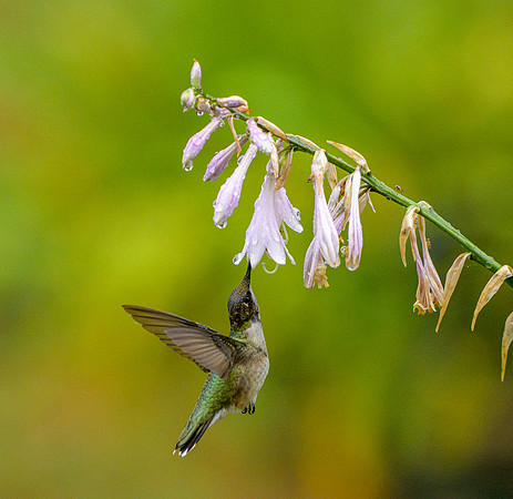 Ruby throated hummingbird - HM