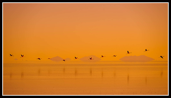 Sunset Flamboyance - HM