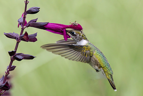 Sharing the Blossom - HM