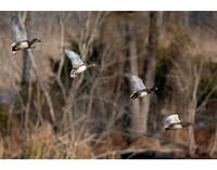 Duck Descent - 3rd
