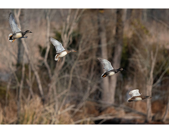 Duck Descent - 3rd