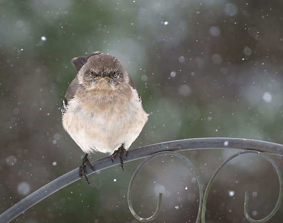 Yes, Idiot, I AM Cold - 2nd