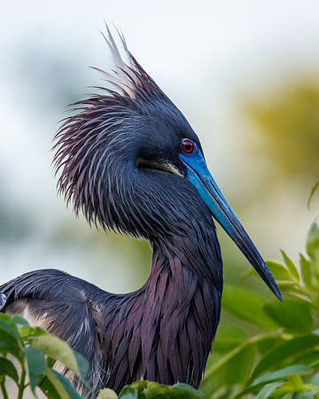 Heron Elegance - 1st