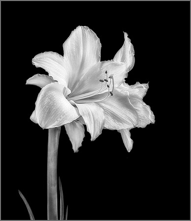 The Amaryllis Blossom - 2nd