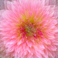Dahlia Kaleidoscope - 1st