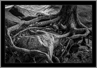 Entwined - 1st