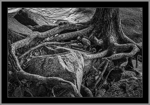 Entwined - 1st