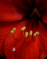 Amaryllis - 1st