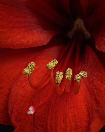 Amaryllis - 1st