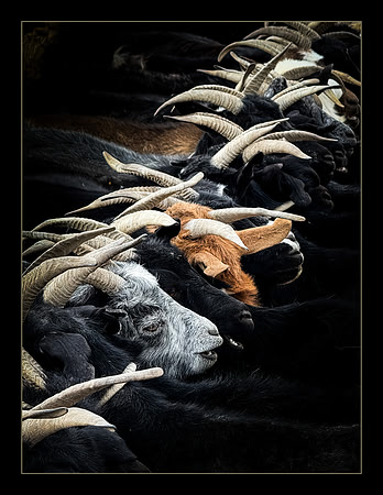 Horns - HM