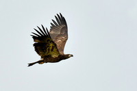 Solitary Courage - 1st